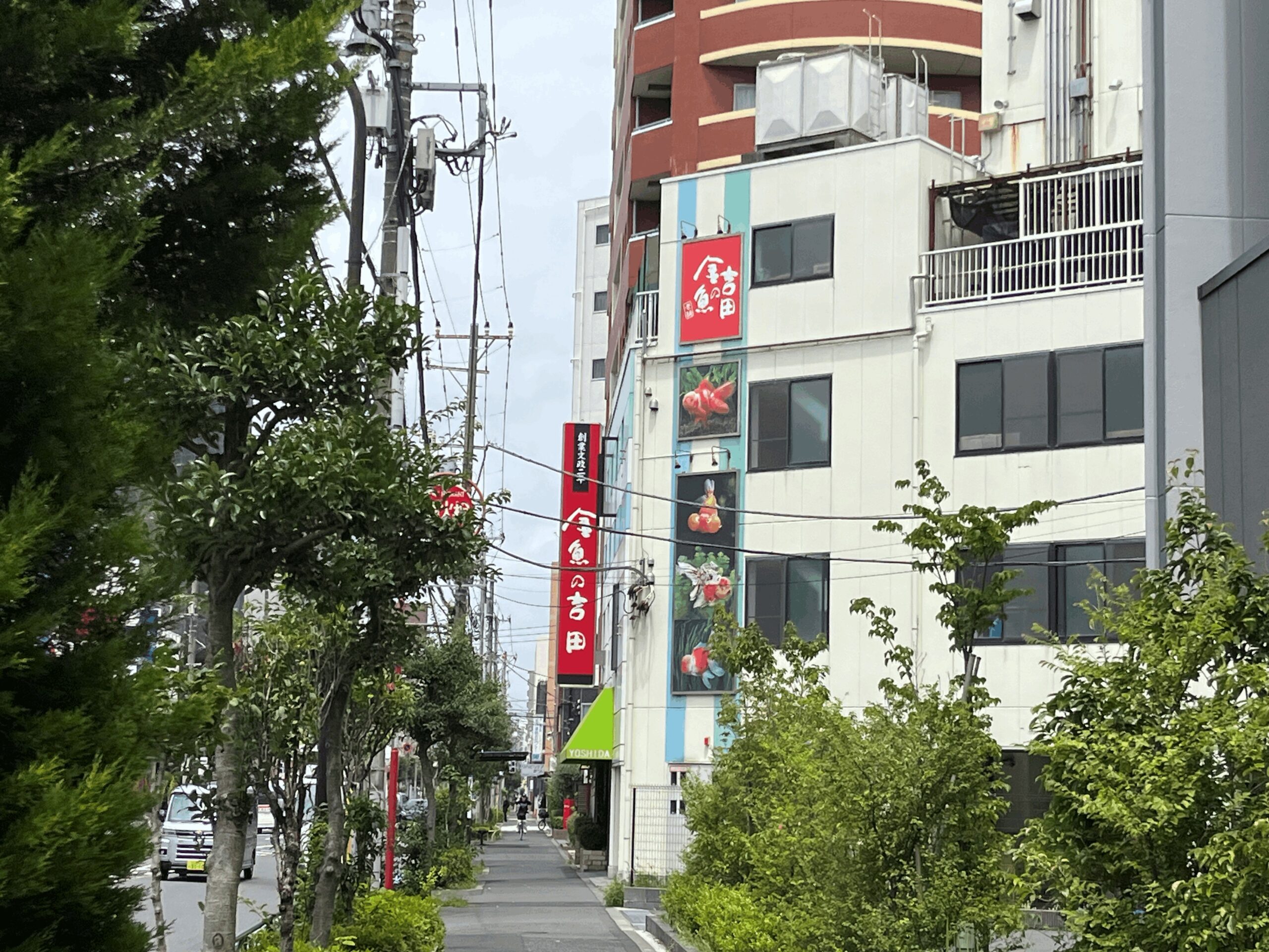 「金魚の吉田」とは？1819年創業の老舗金魚専門店